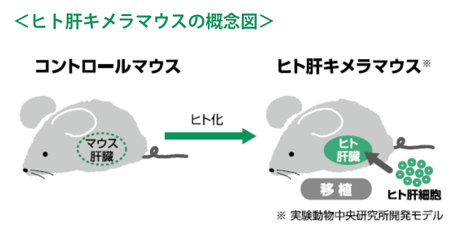ヒト肝キメラマウスの概念図
